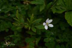 Anemone rivularis
